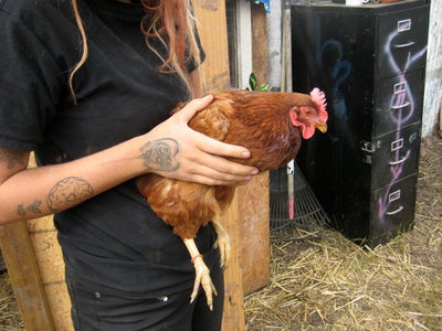 how do you clip chicken wings