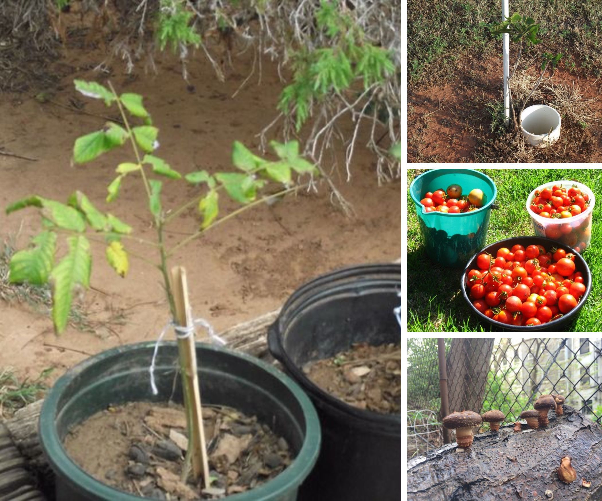 Gardening, Growing Food, Animal Management
