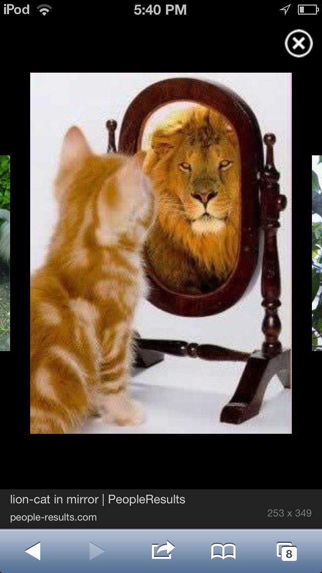 How to Make a Real Live Quick Easy LION CAT!!