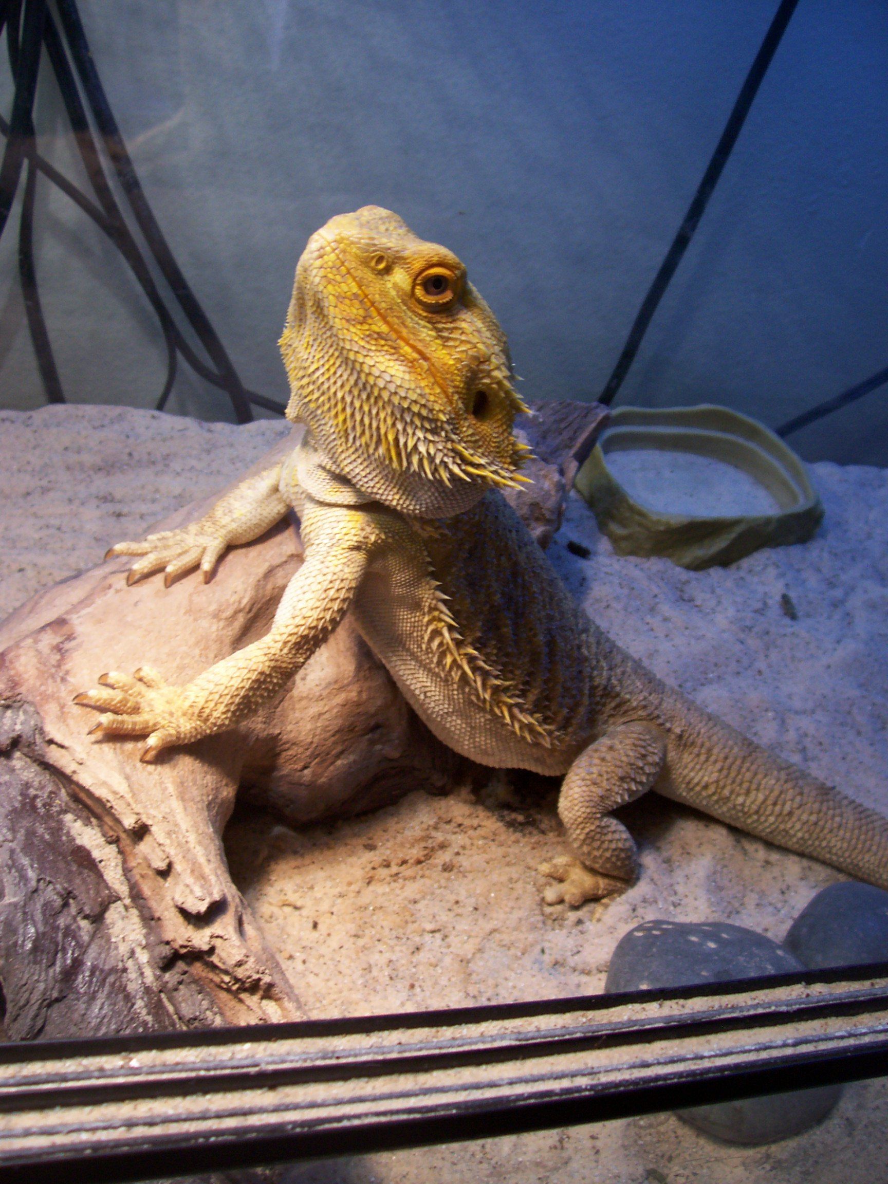 How to Make Salad for Bearded Dragons 6 Steps (with Pictures