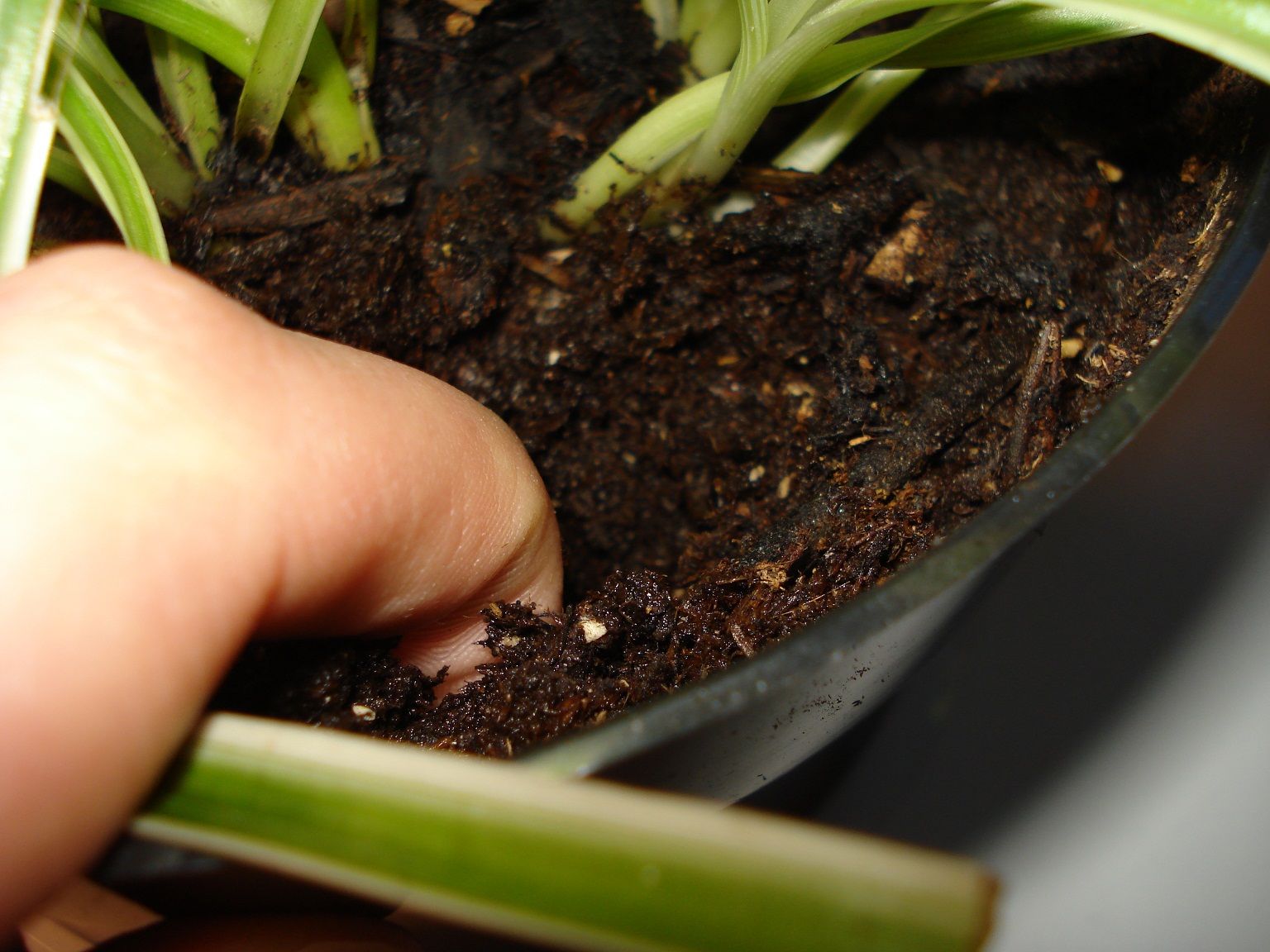 How to Multiply Your Spider Plants : 4 Steps (with Pictures) - Instructables