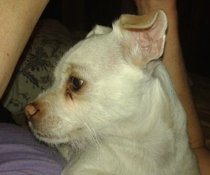 Paracord Dog Leash - Team Colors