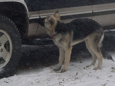 Getting the Pet Out of the Way