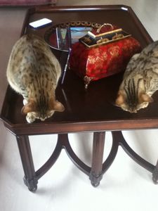 Give Your Cat the Treat