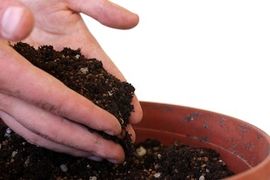 Growing a Bonsai : 7 Steps - Instructables
