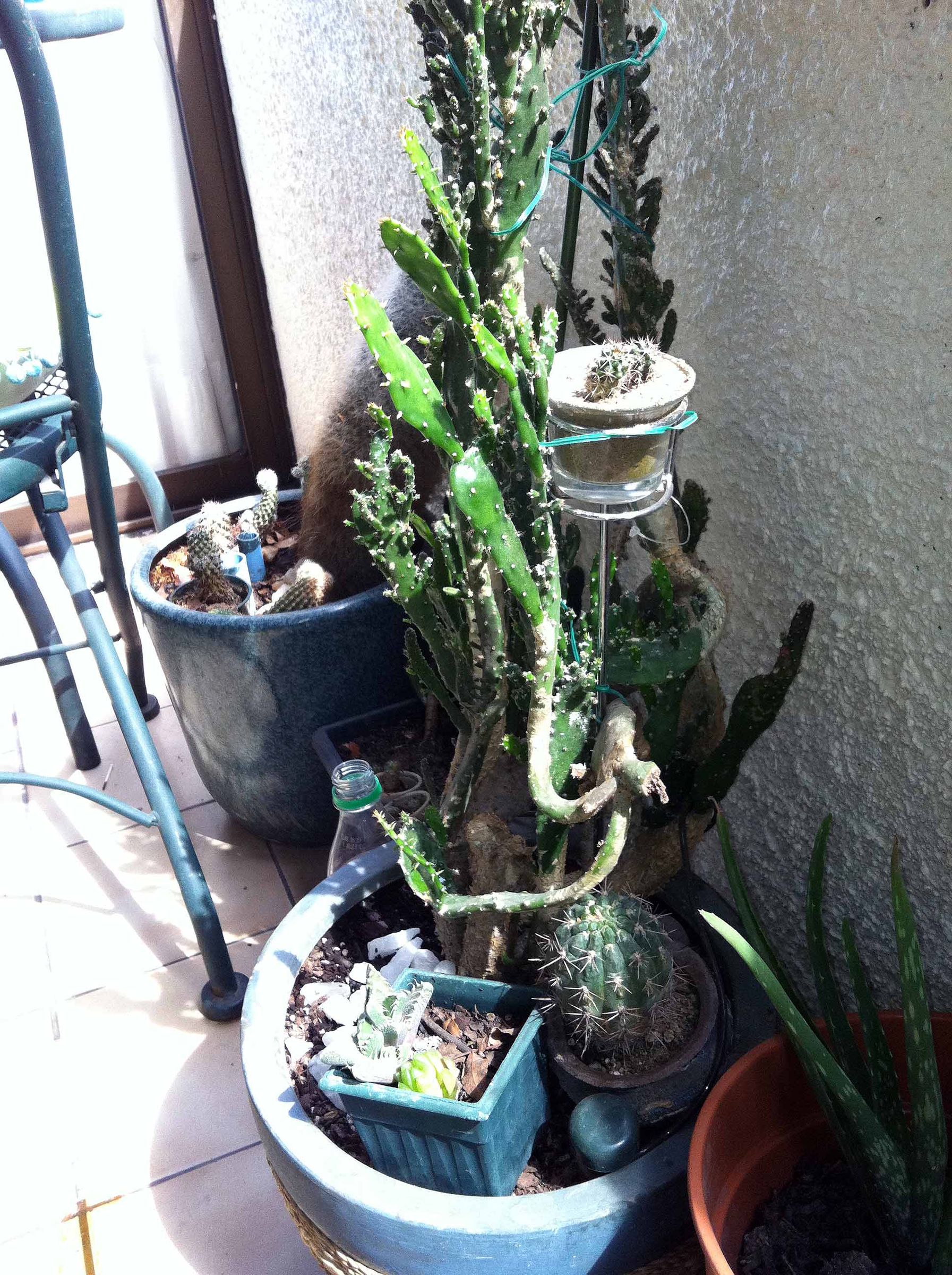 Balcony Small Plant Organizing Idea