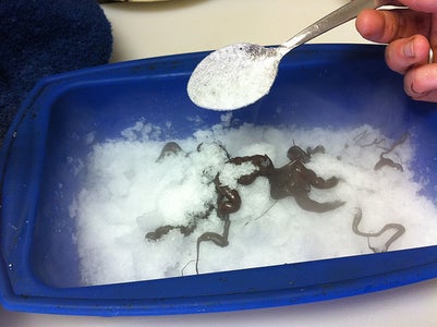 Chocolate Raspberry Tree