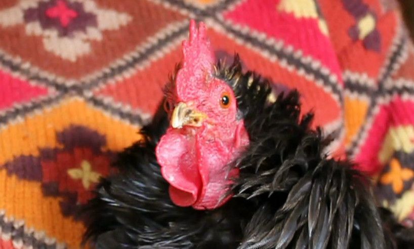 Pigeon Patient. Not My Pigeon - Update. Petit  Pigeon Va Mieux.  La Paloma Se Siente Mejor.