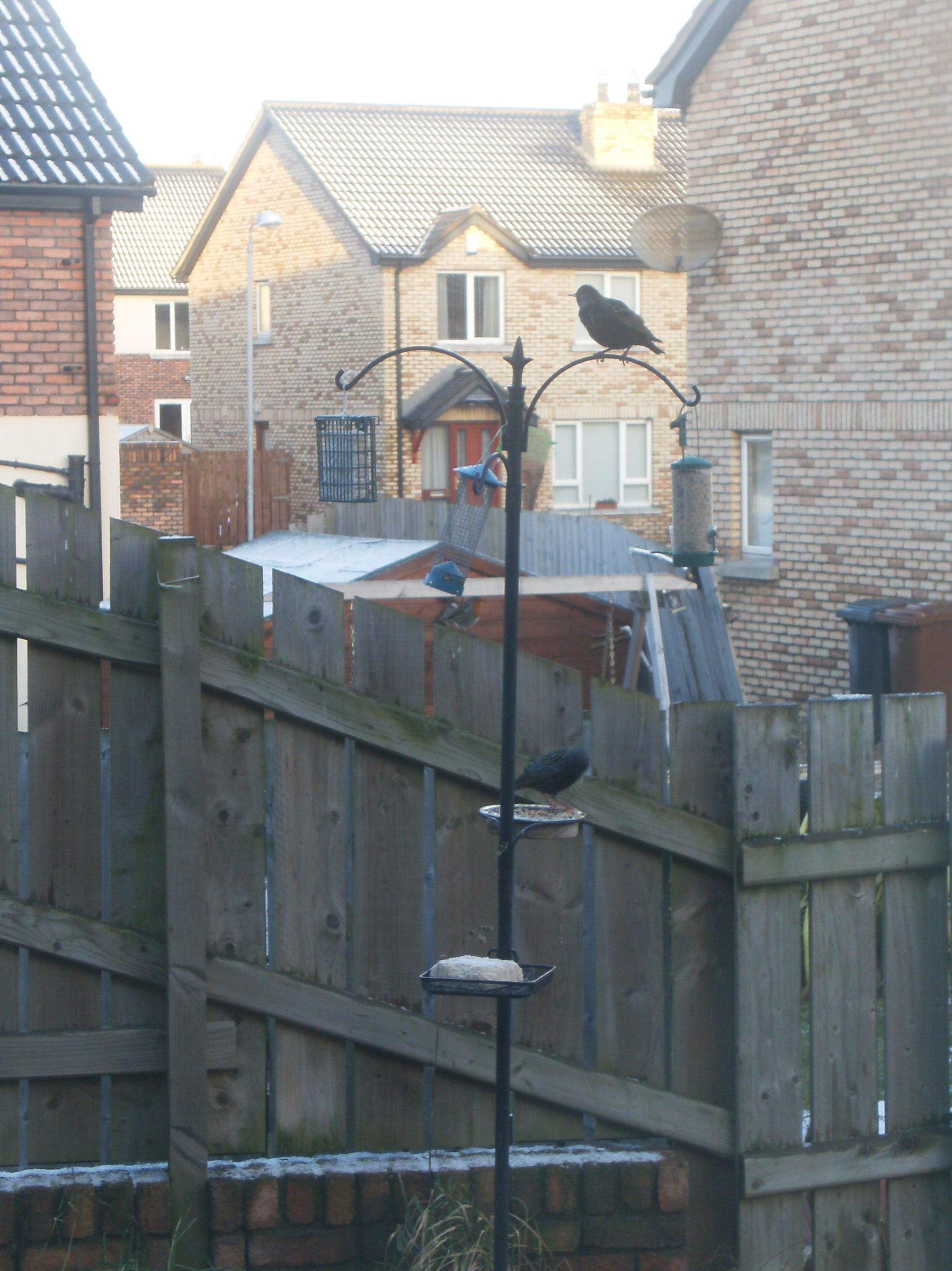 How to Make Fat Ball Bird Feeders 4 Steps (with Pictures) Instructables