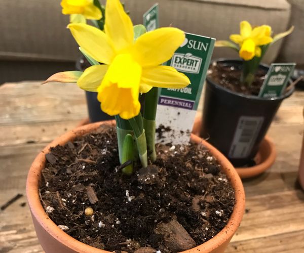 How to Repot a Plant