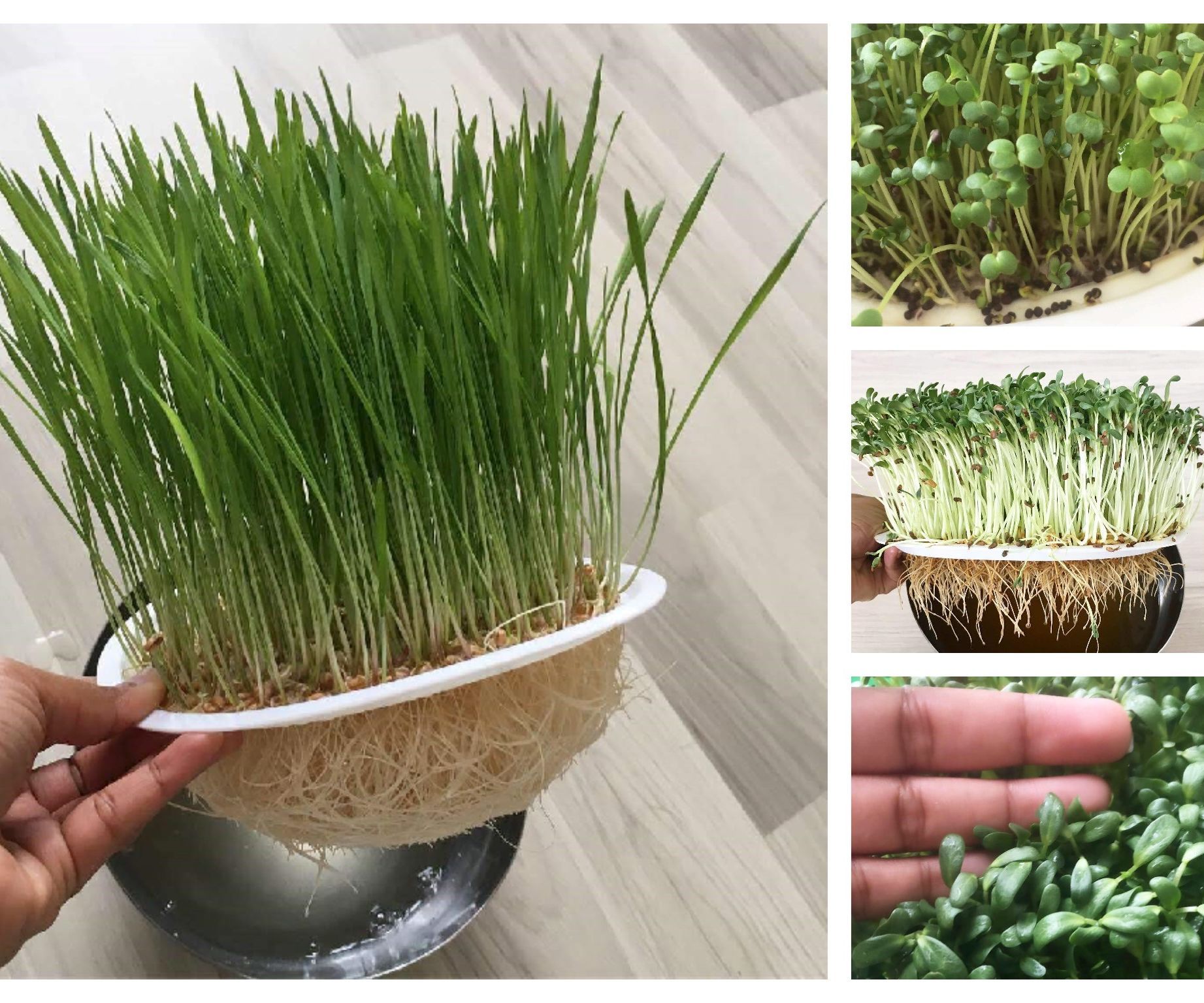 Hydroponic Microgreens Year Round Indoor Garden   
