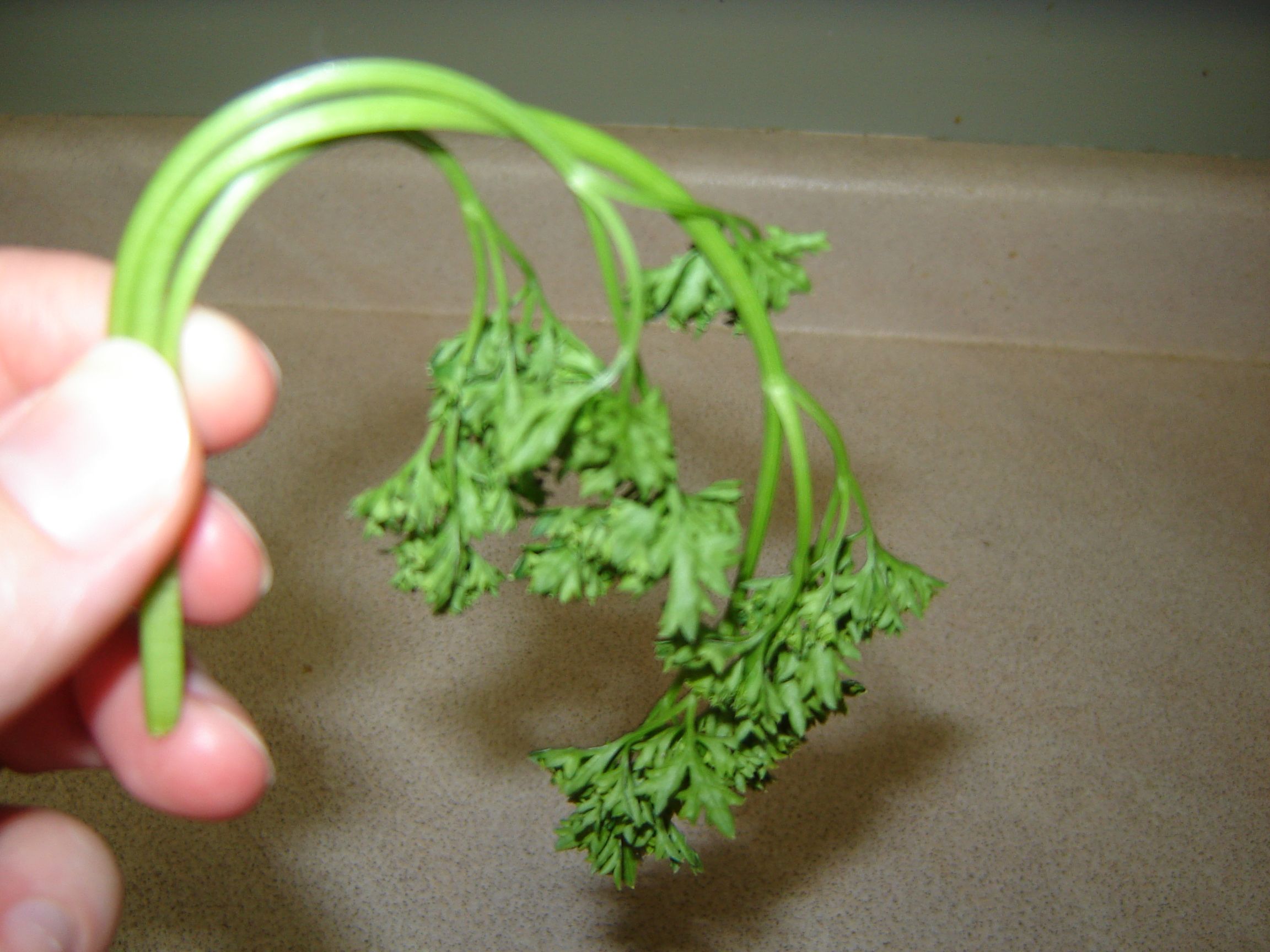 How to Keep Fresh Herbs Fresh 4 Steps (with Pictures) Instructables