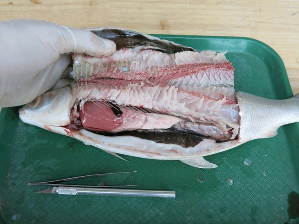 Gar Fish Dissection Fish Dissection! : 11 Steps (with Pictures) - Instructables