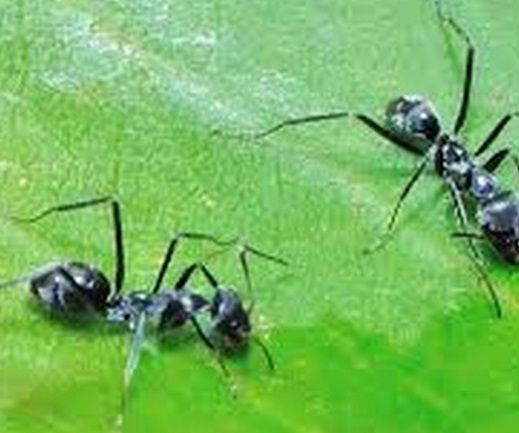 Getting Read of Sneaky Pests