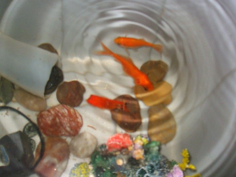 Organic Hydroponics / Aquaponics