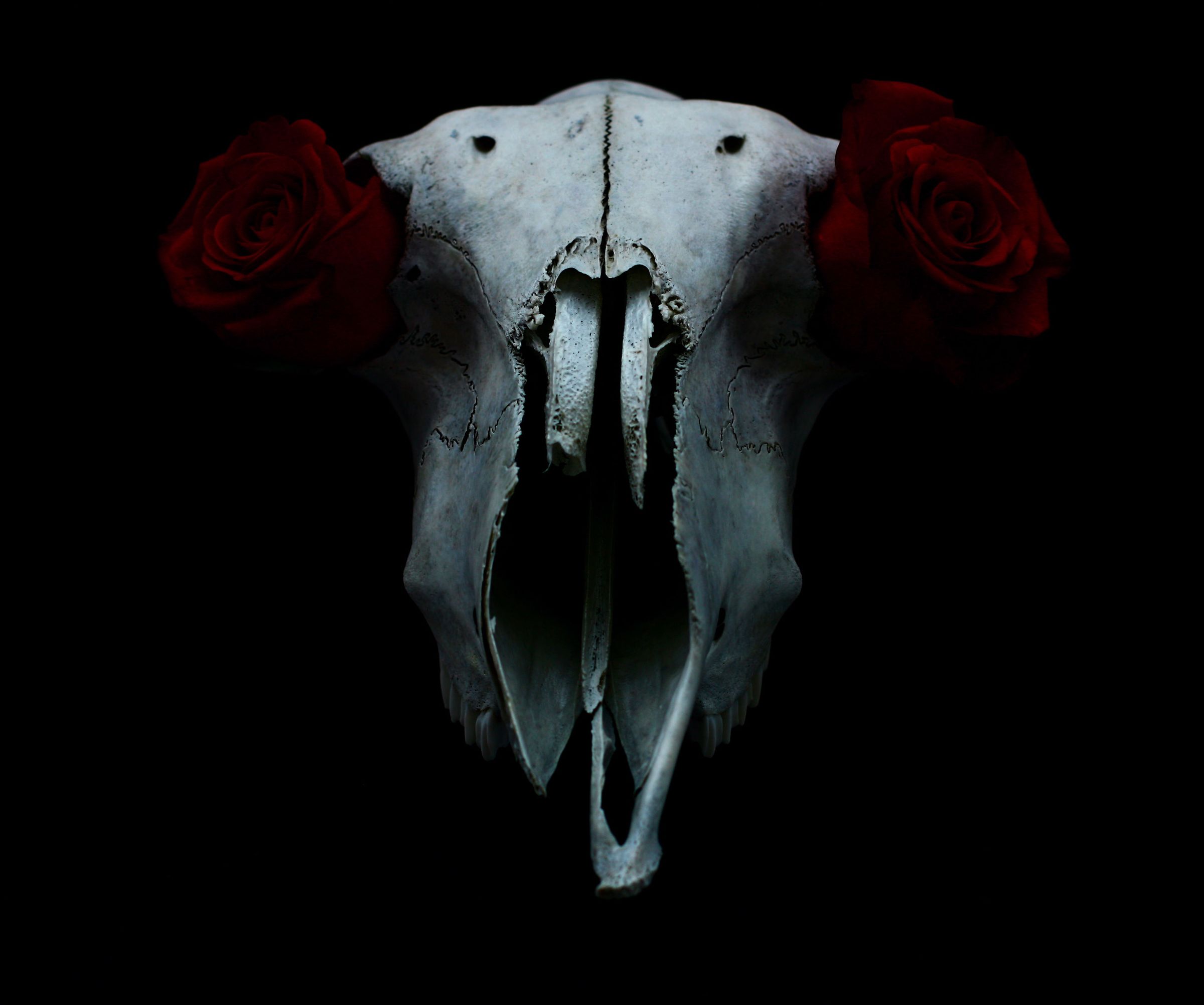 Skull and Bone Cleaning