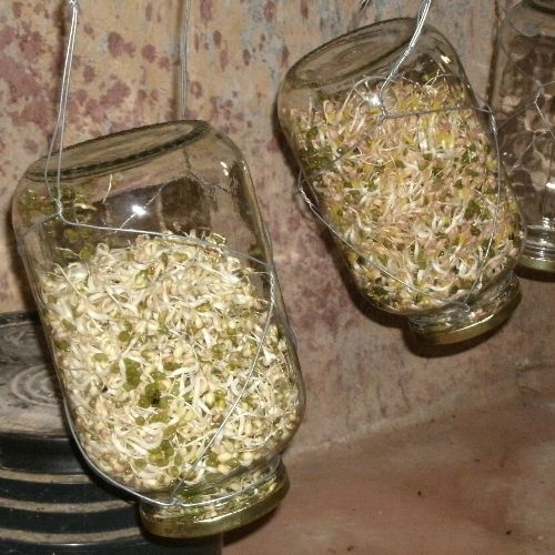 Hanging Sprout Jars