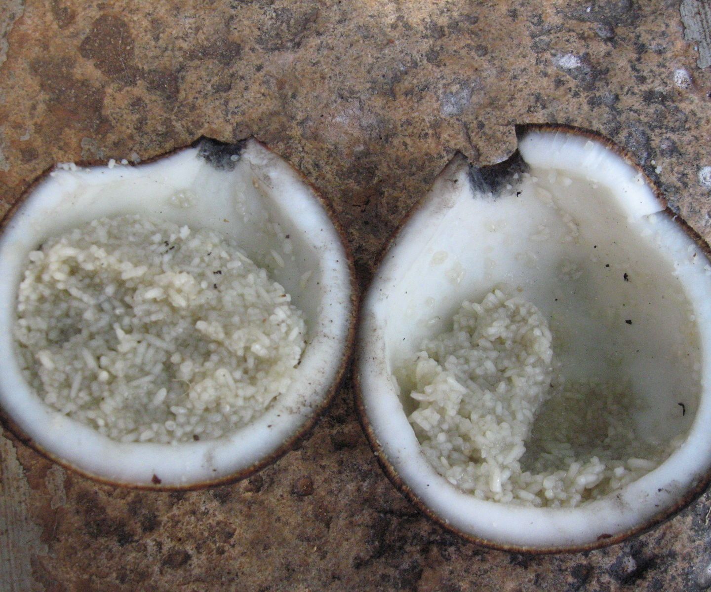 Outdoor Cooking : Cooking Rice Inside Coconut