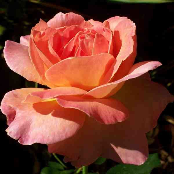 HOW TO Propagate Rose Stem Cuttings