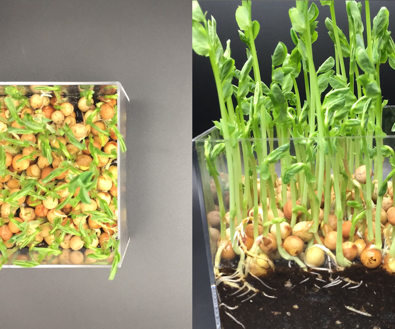 Growing Pea Shoots on the Office Desk