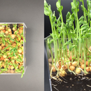 Growing Pea Shoots on the Office Desk