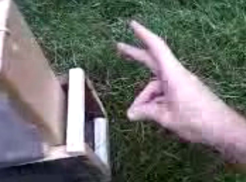 Have Fun Humanely Catching That Pesky Rabbit in Your Summer Vegetable Garden.