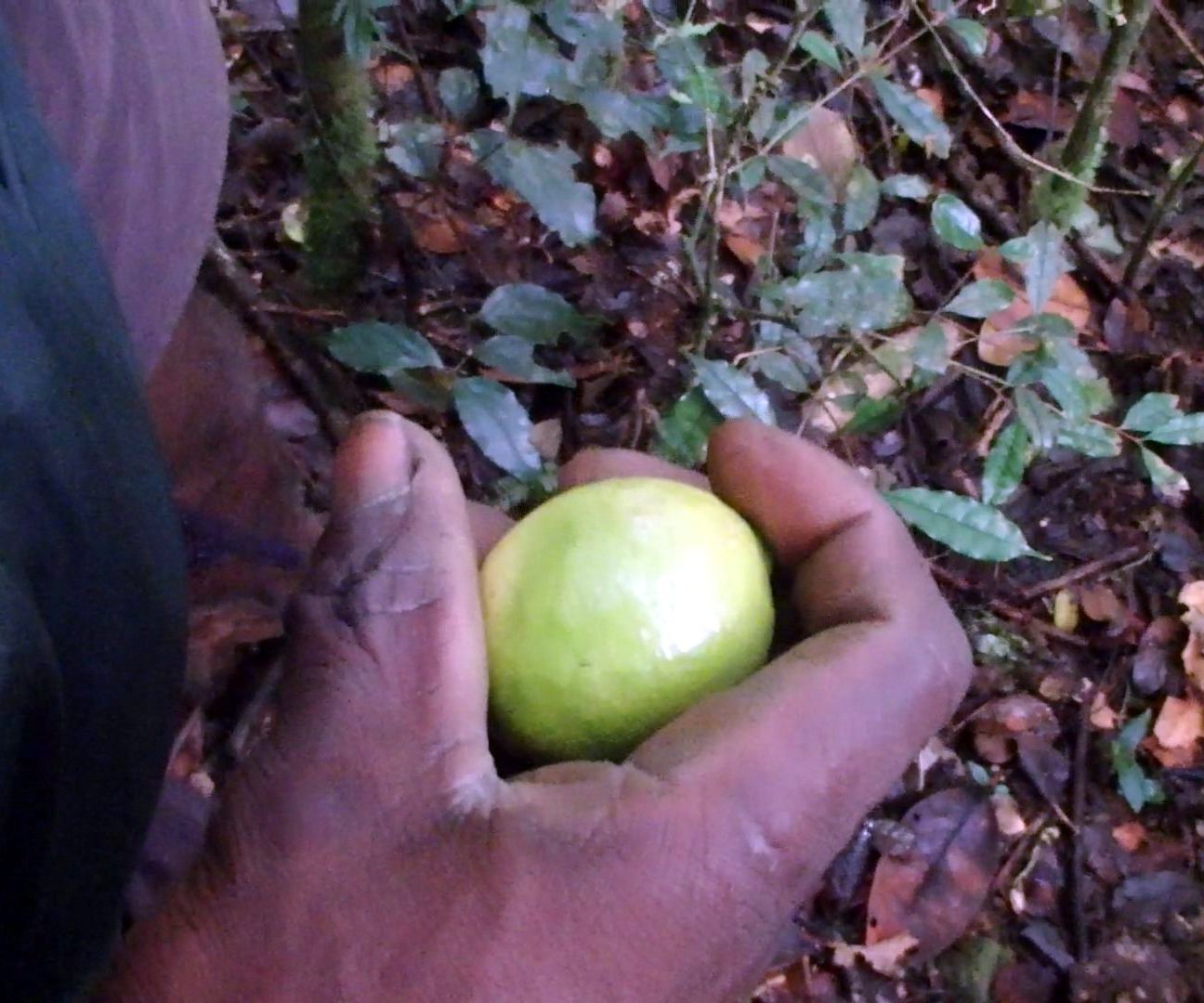 Malagasy Jungle Remedy: Multipurpose Lemon