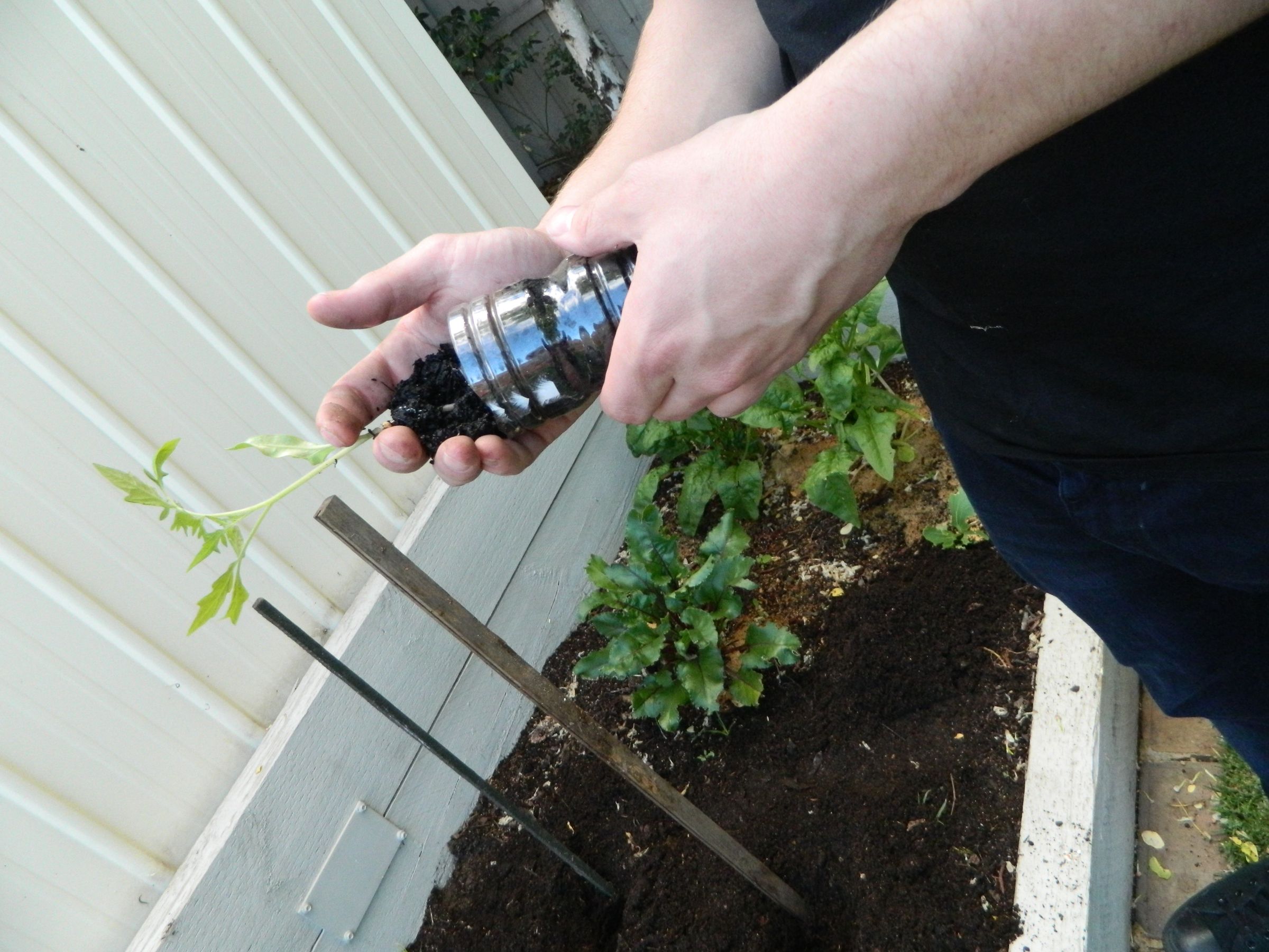Transplanting Seedlings