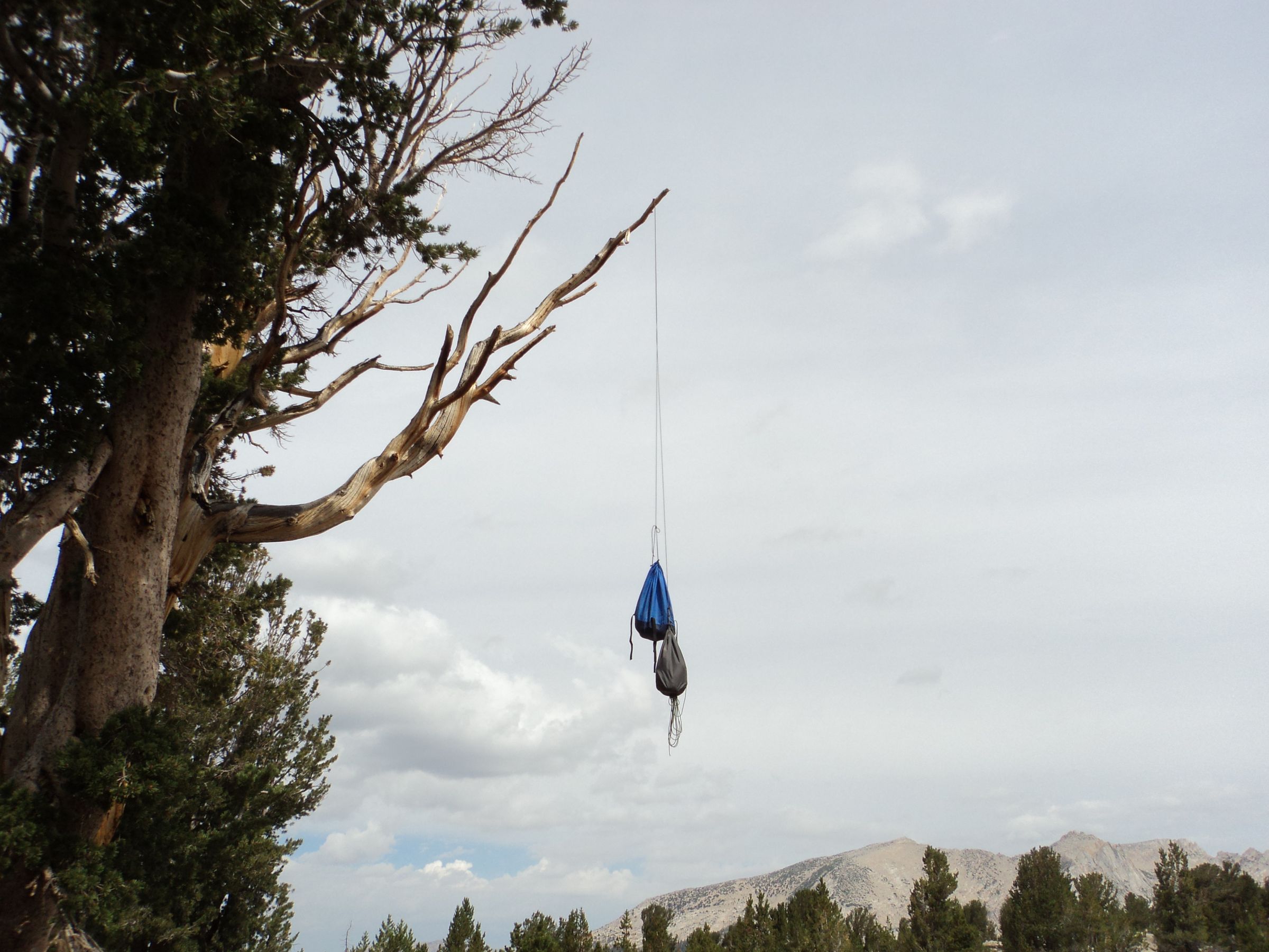 Protect Your Food From Bears Using Paracord