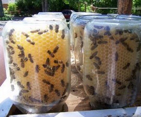 Colmena en frascos (fácil y sin lío)