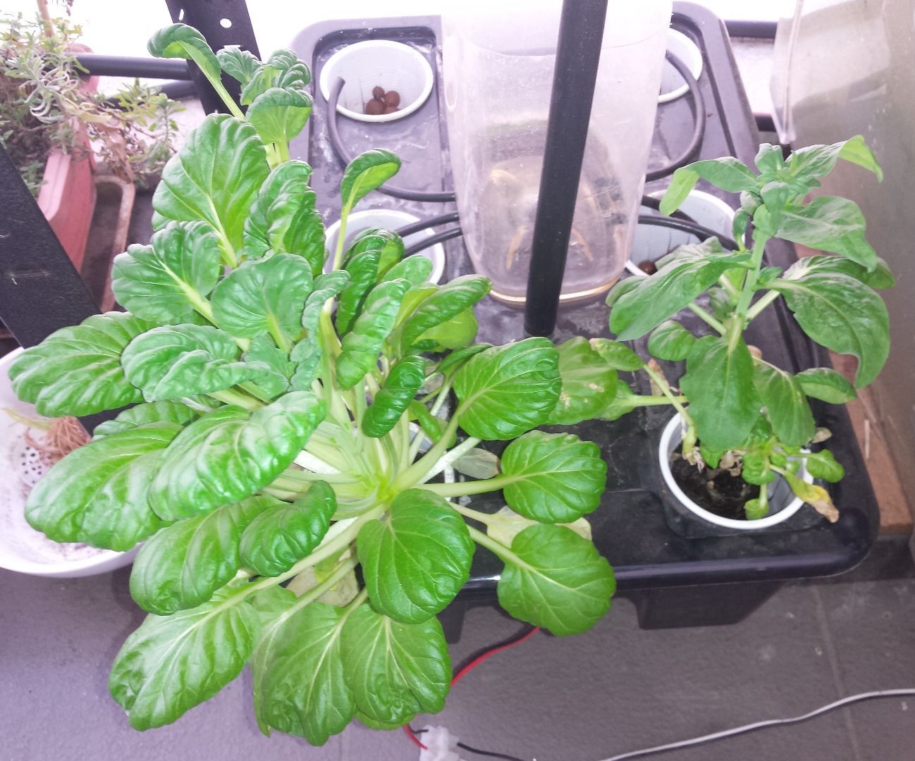 Small Indoor Hydroponic for $20