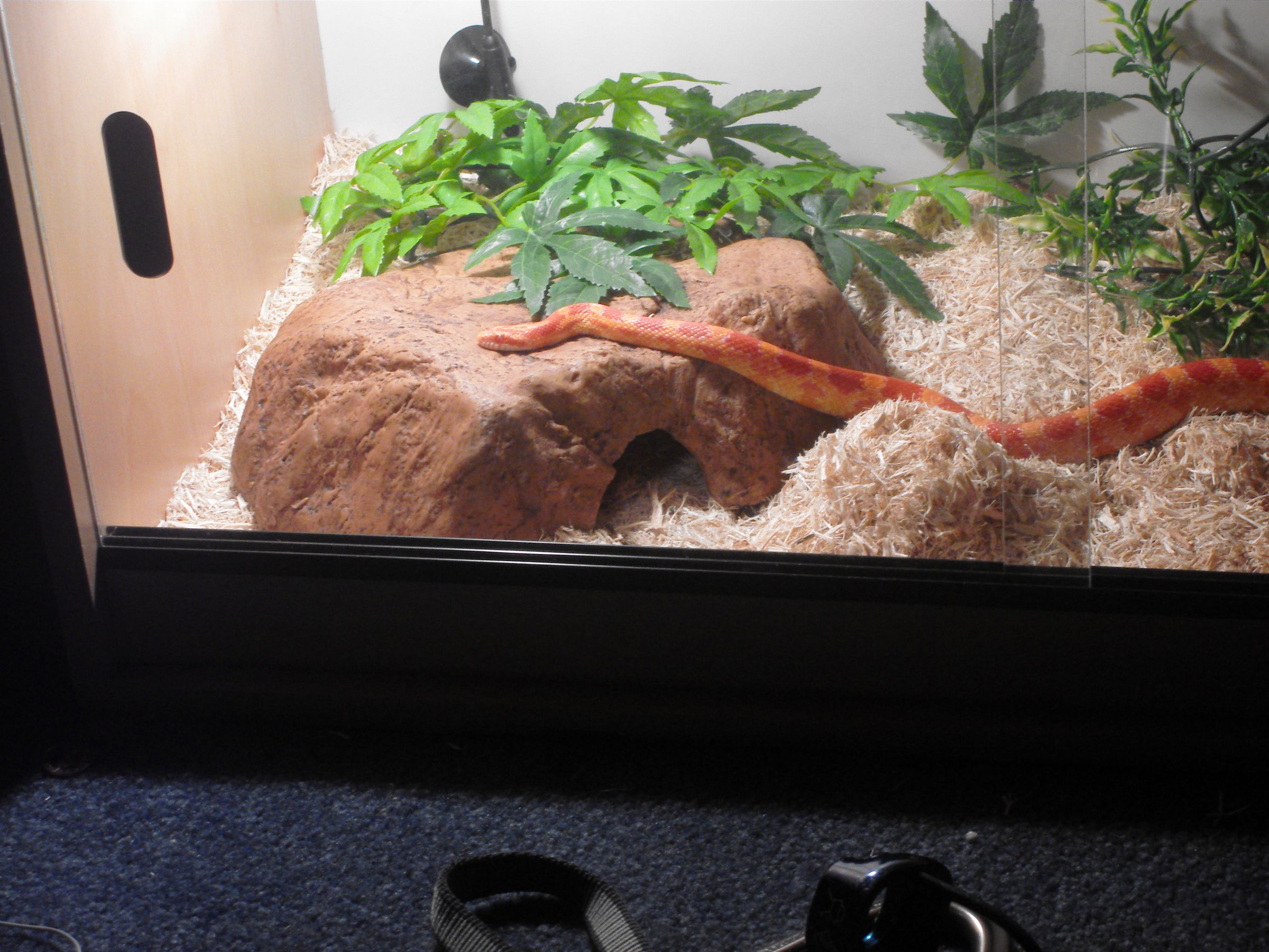 Corn Snake Habitat.