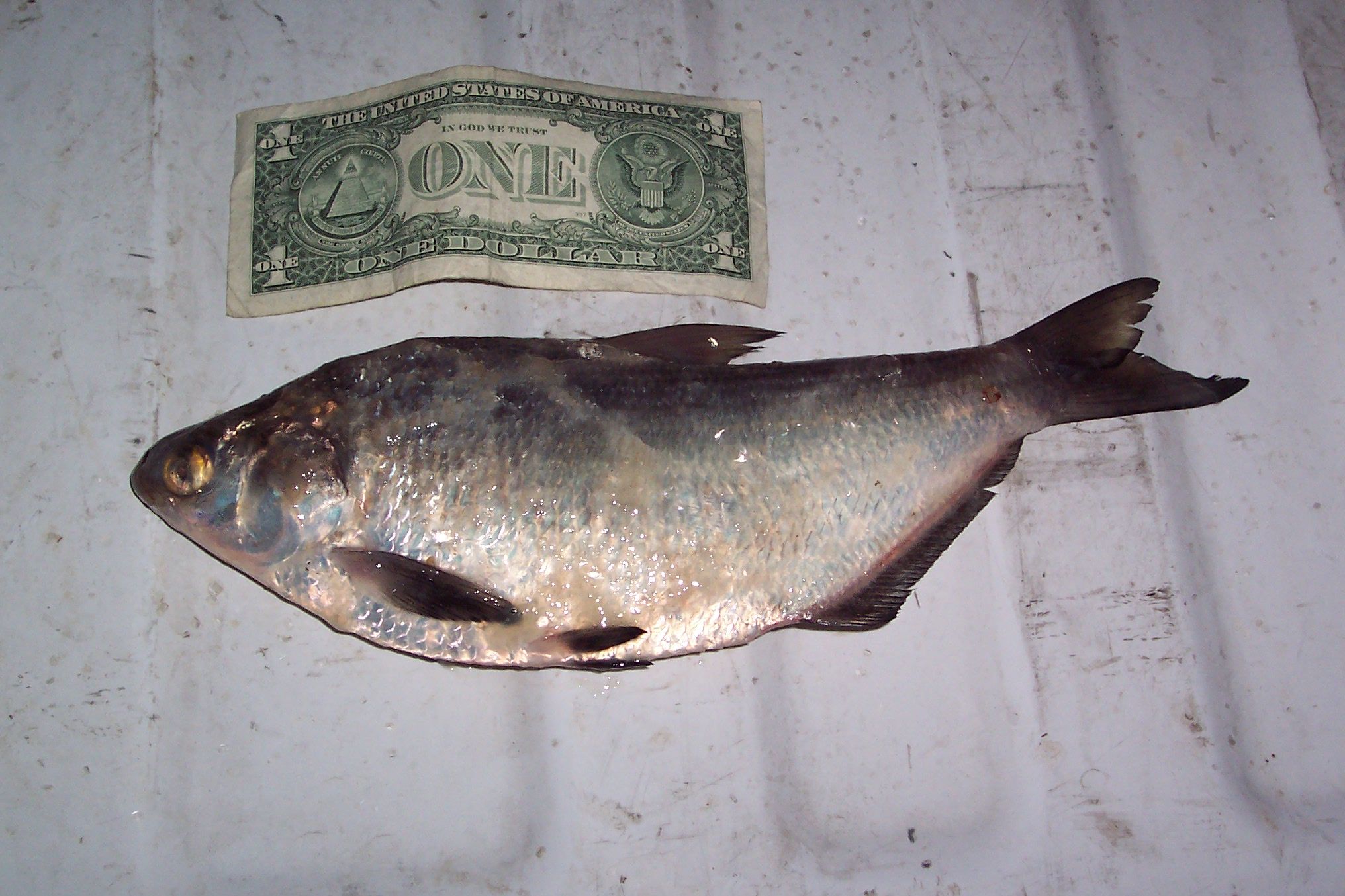 Bait a Hook With Cut Shad