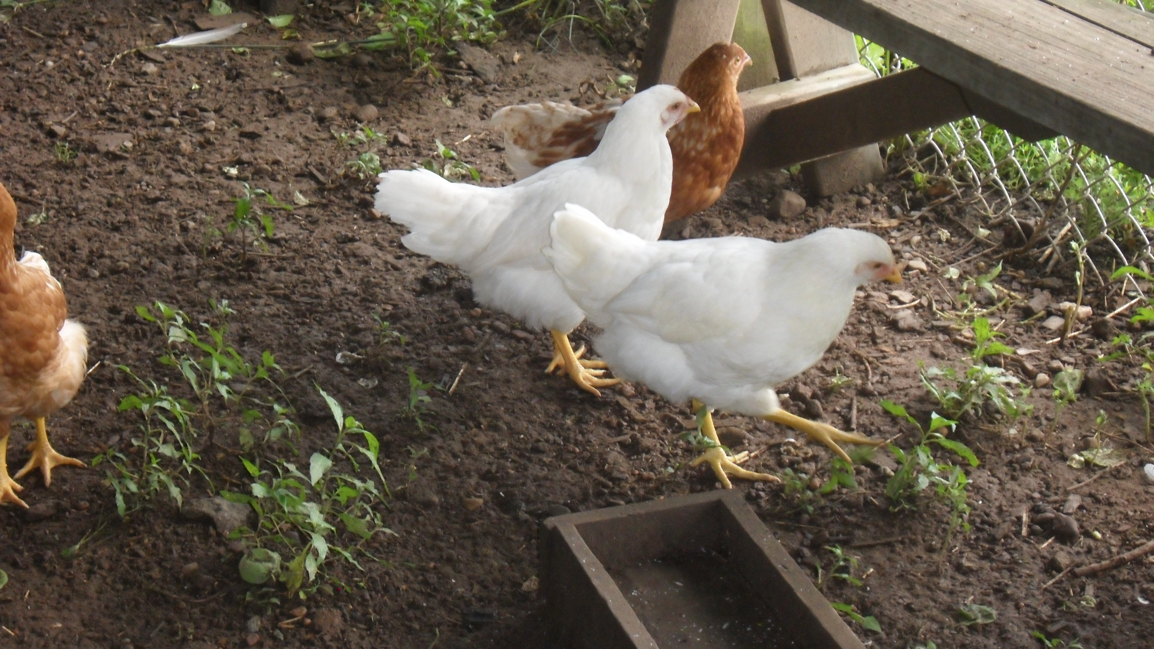 maintainig your coup (tips to starting and mantaining a chiken coup)