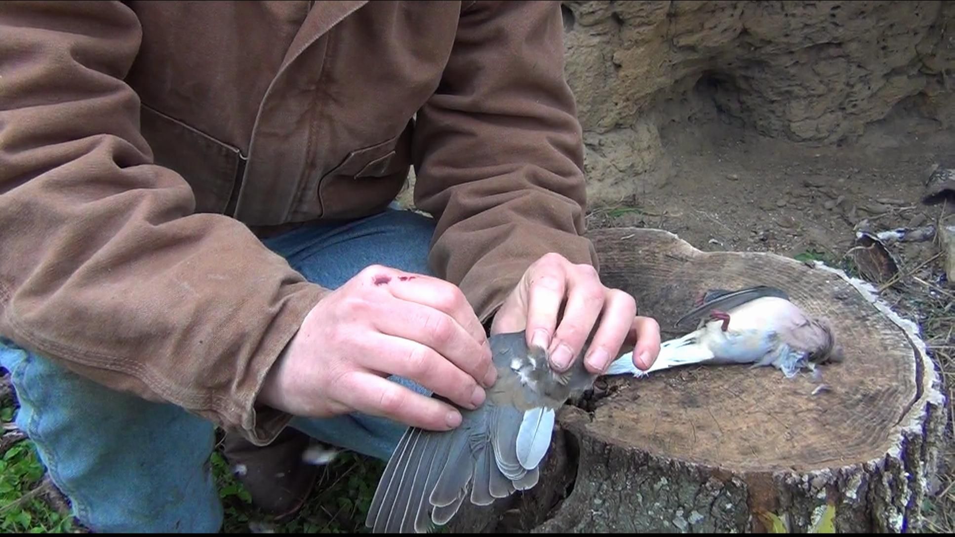 How to Field Dress a Dove / Pheasant / Quail 7 Steps Instructables