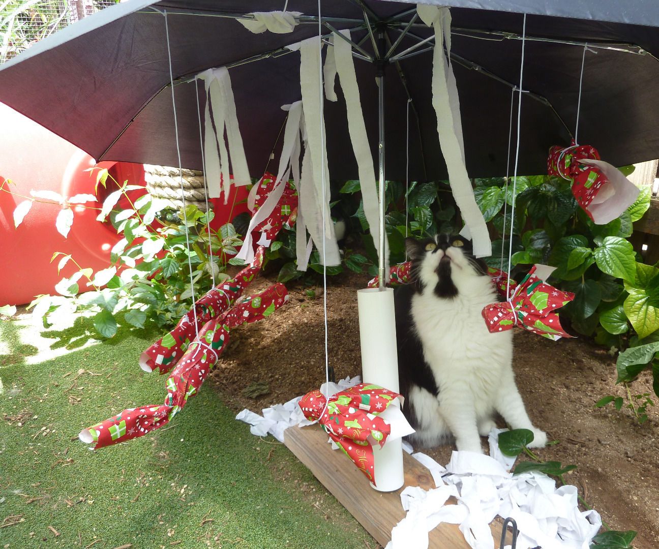 Tropical Cat Christmas "Tree"