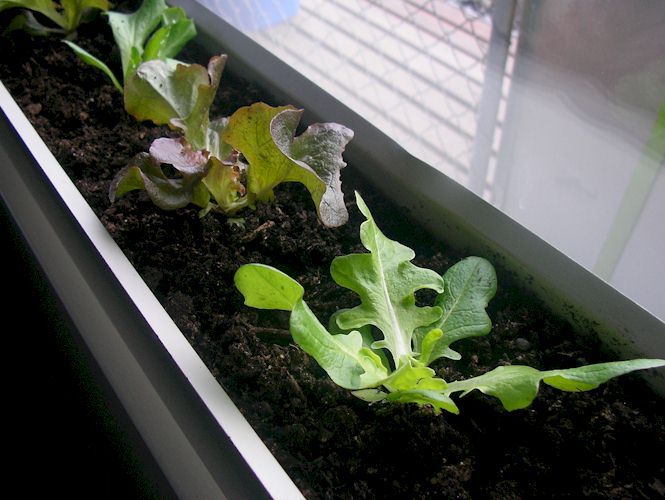 Grow Vegetables Indoors Over Winter