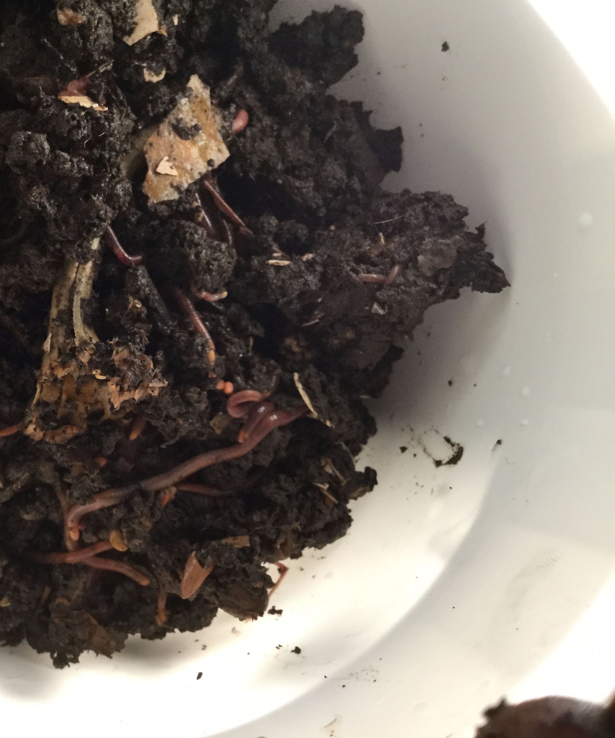 Mini Wormy Compost Bin