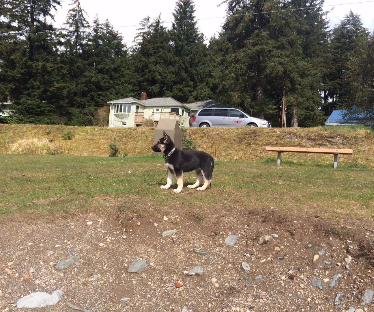 How to potty train a puppy