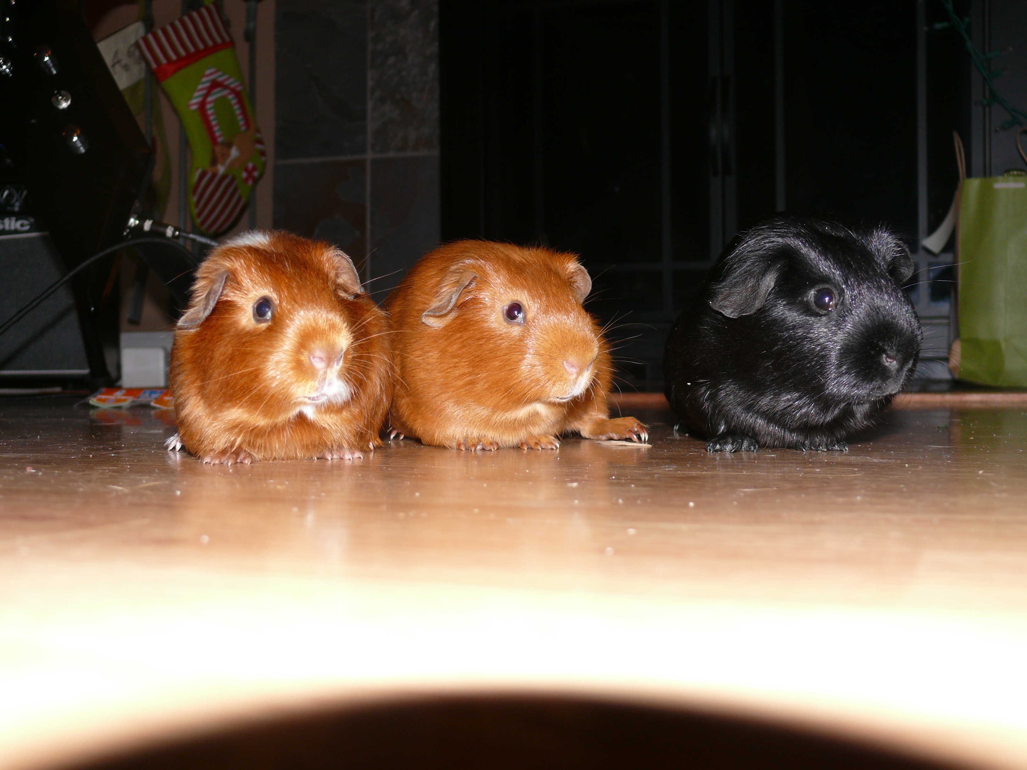 How to Take Care of Guinea Pigs