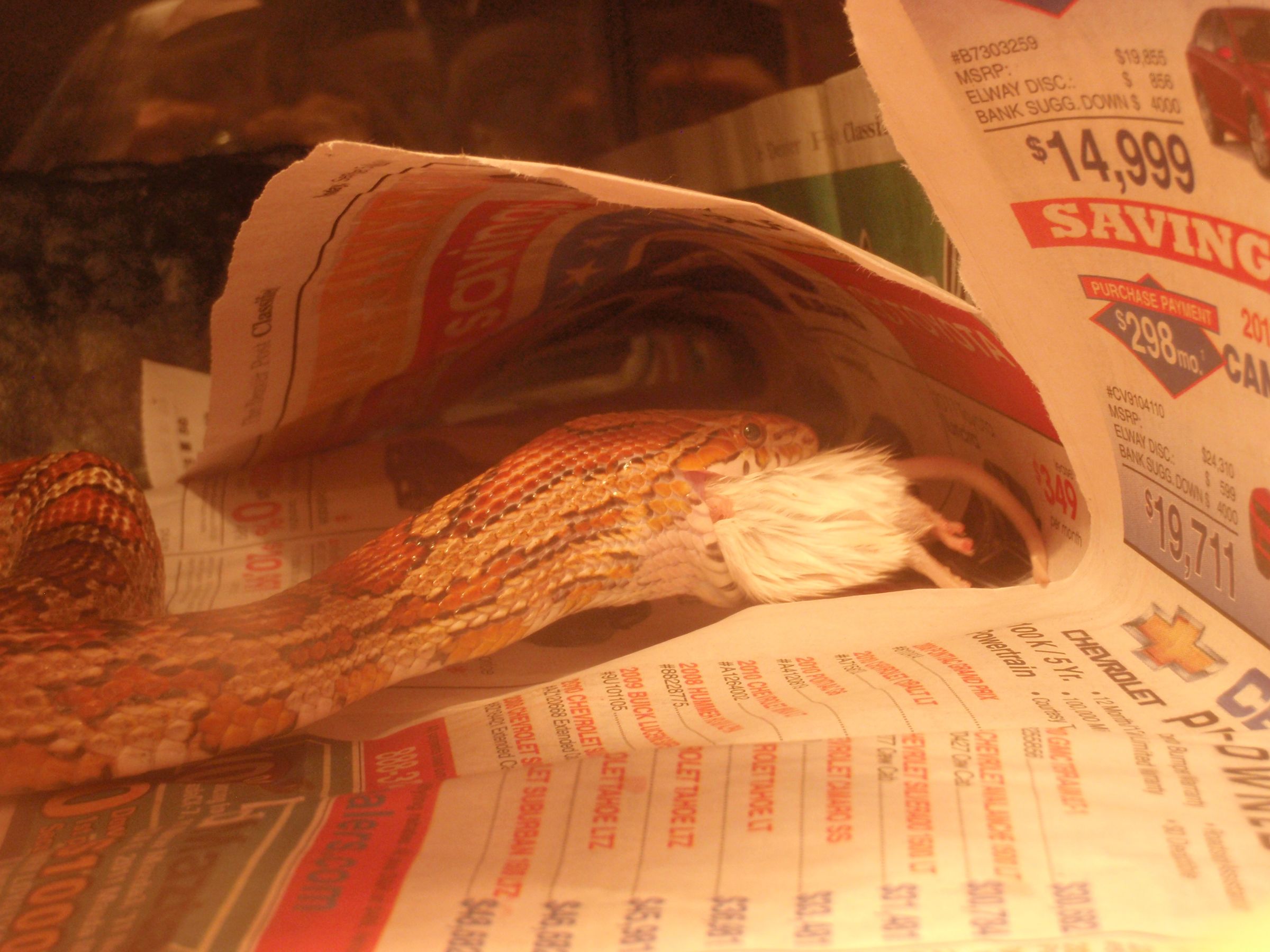 How to Feed a Corn Snake 3 Steps Instructables