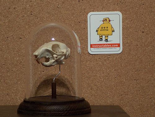 Simple Skull Display