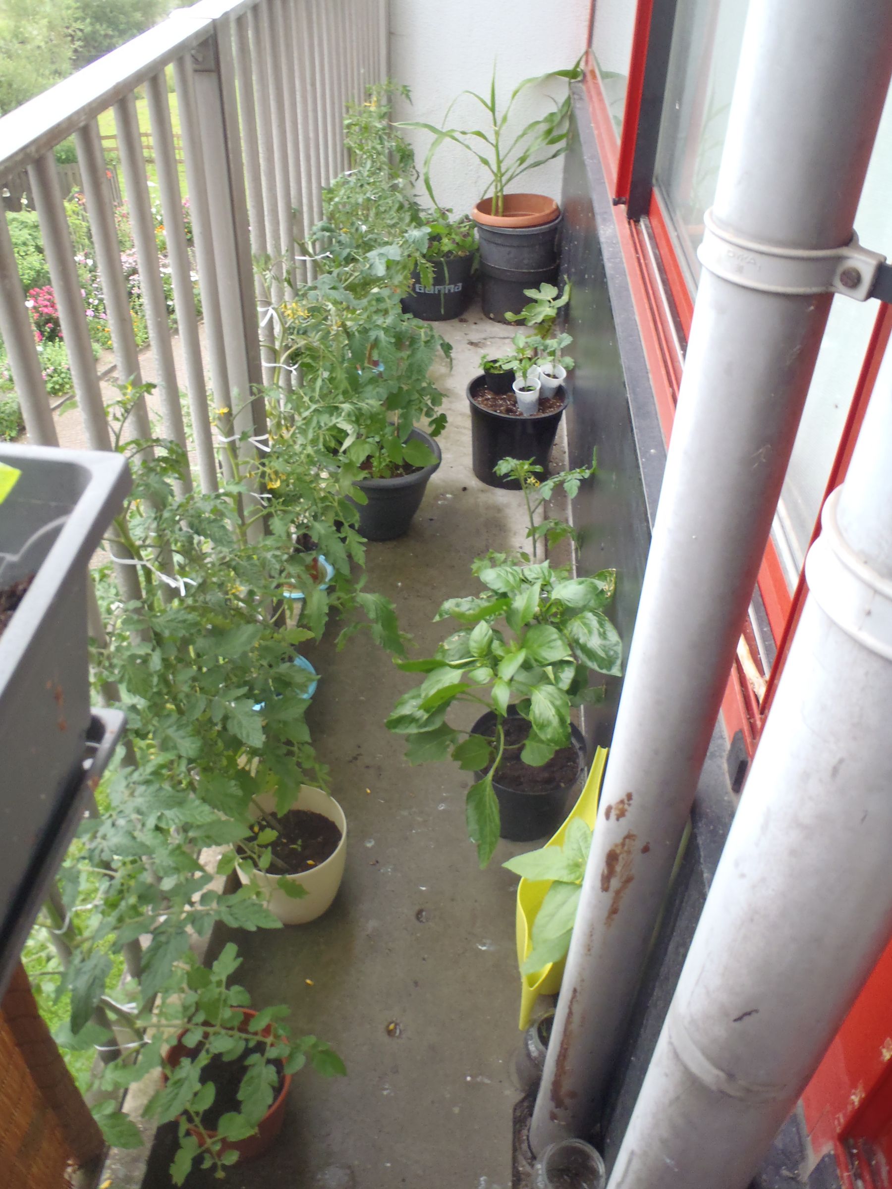 Grow a "tiny" balcony food garden!