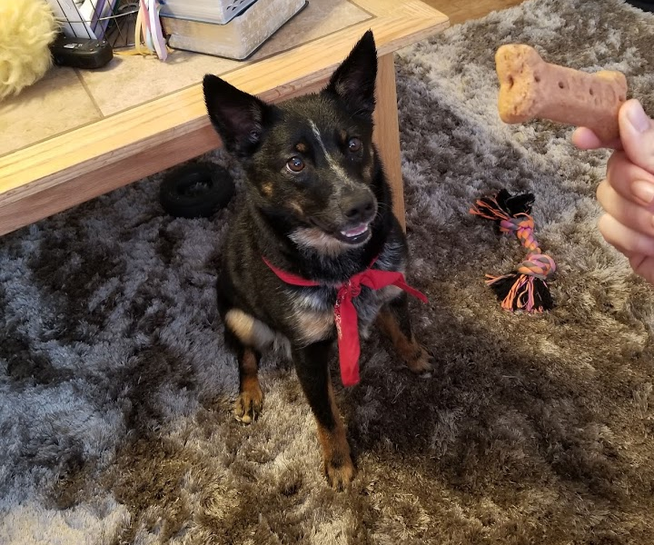 DIY Washing Your Dog