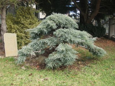 Cloud Pruning a Conifer