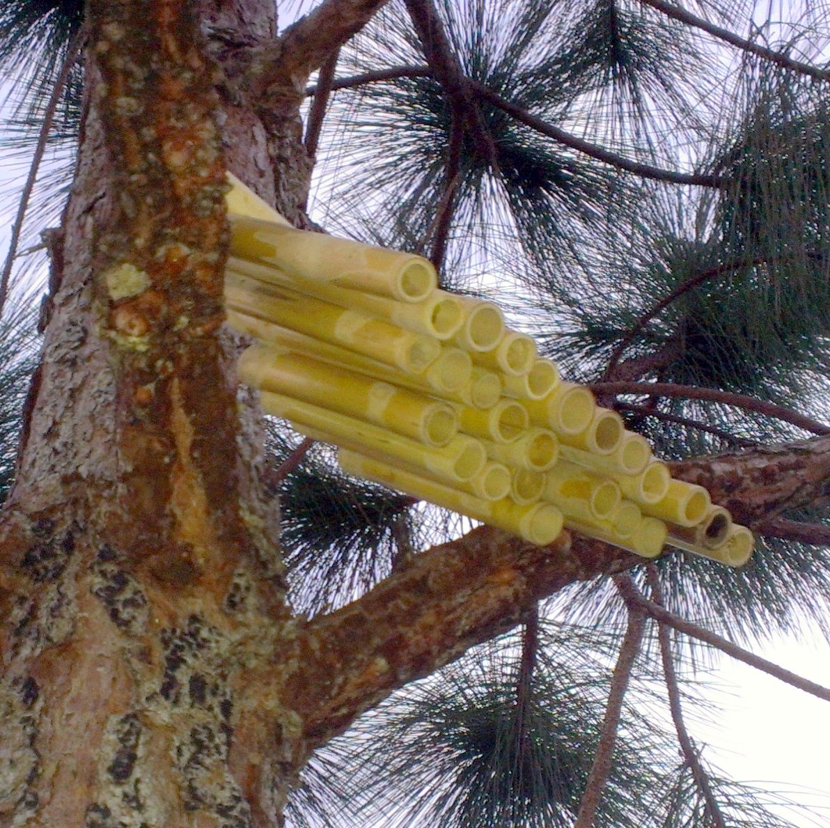 Solitary Bee Habitat