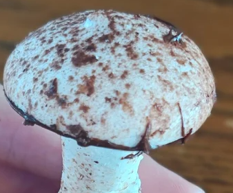 Realistic-Looking Mushroom Meringue Cookies