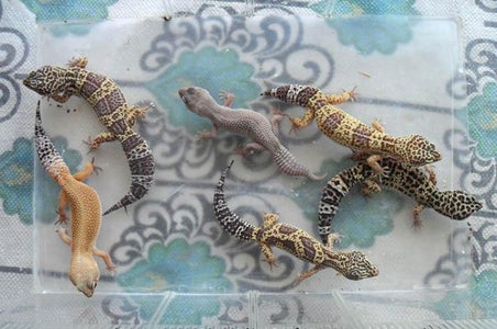 A Word on Reptile Care