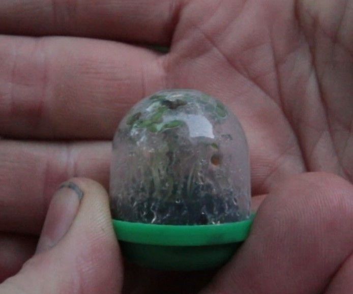 Vending Capsule Terrarium