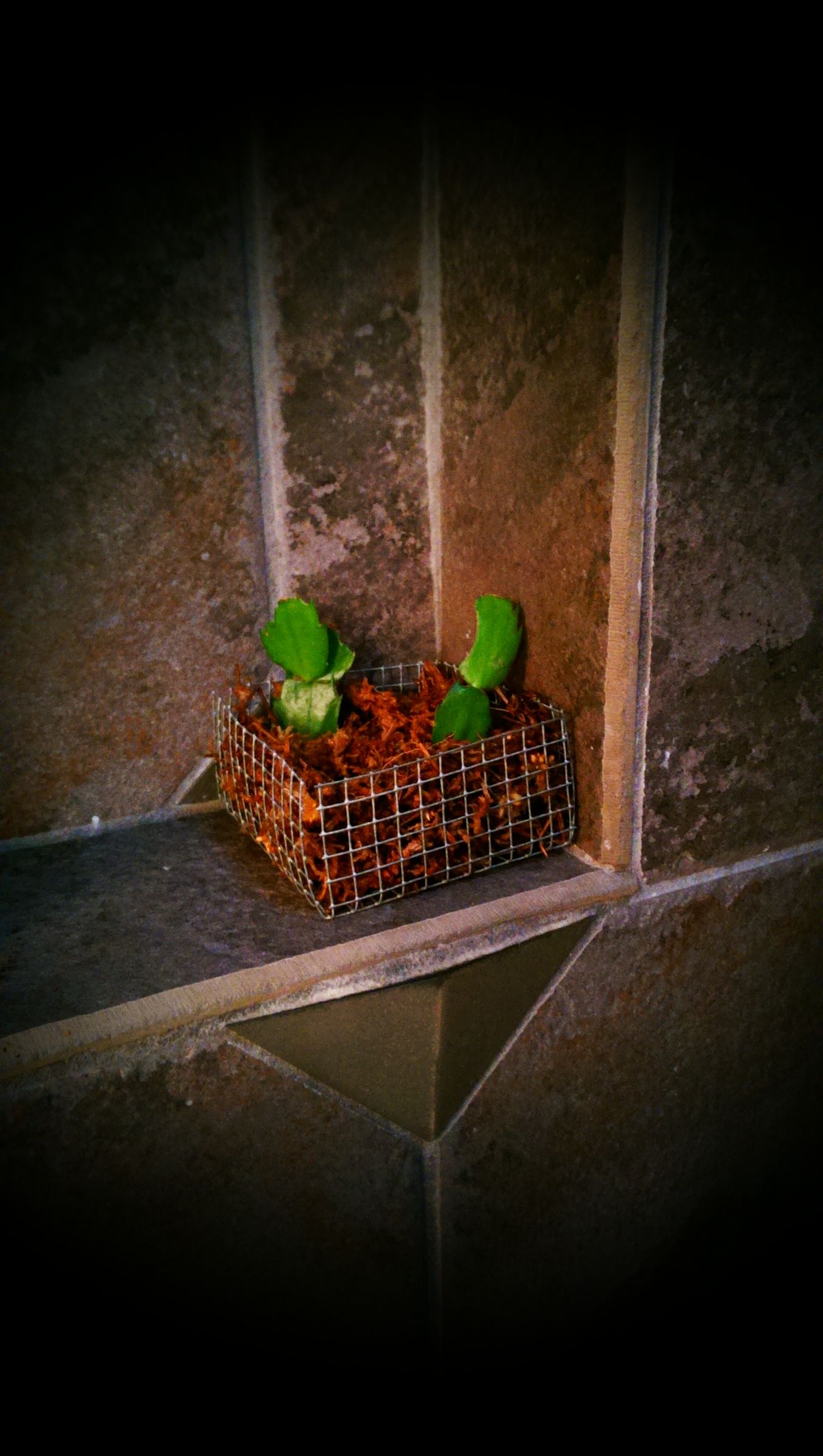 Shower Buddy V.2